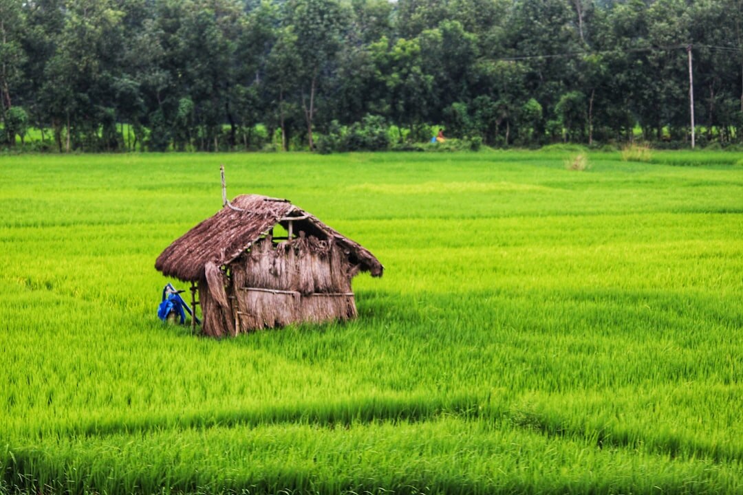 rural village landscape